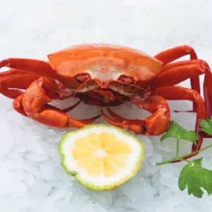 Caranguejo Fêmea de Moçâmedes (150g+) Pack de 4un.