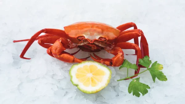 Caranguejo Fêmea de Moçâmedes (150g+) Pack de 4un.